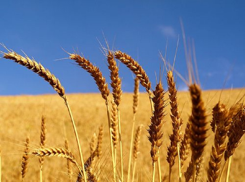 Jigawa wheat farmers