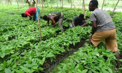 Operation Feed Yourself