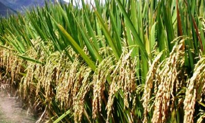 49 new high yield crop varieties