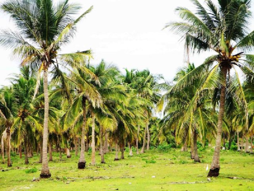 Coconut Plantation Estate