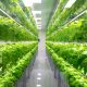 Greenhouse Farming