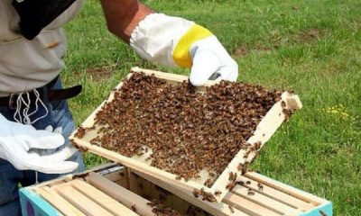 Nigeria's bee farming