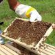 Nigeria's bee farming