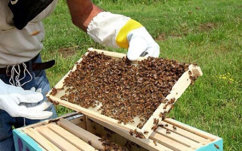 Nigeria's bee farming