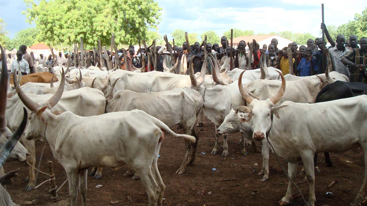 cattle market in Taraba