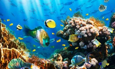 Africa Ocean Resources