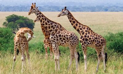 giraffes