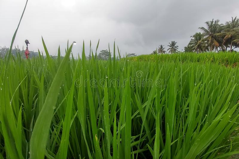 Ada Rice Farms