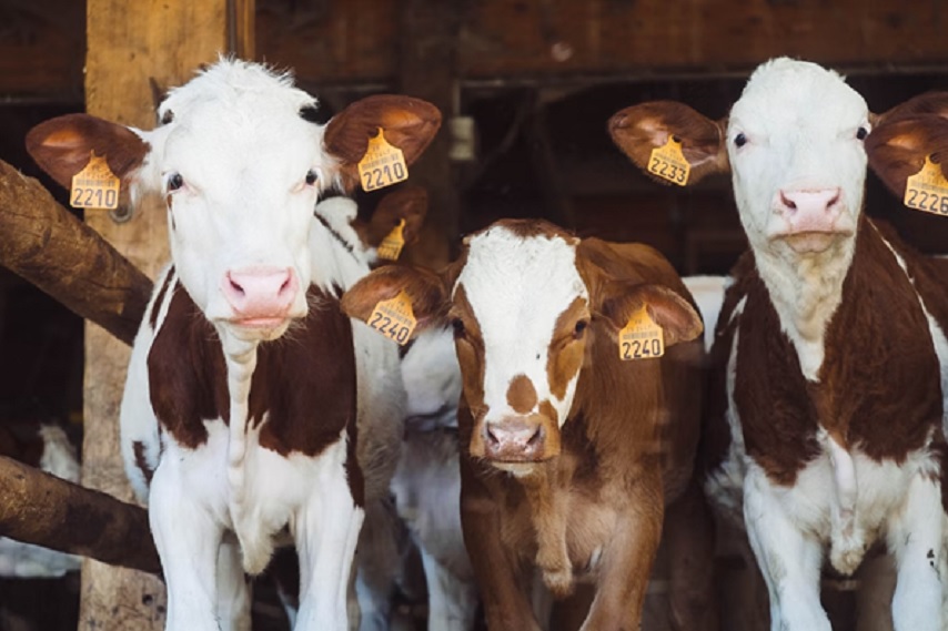 Sustainable Business