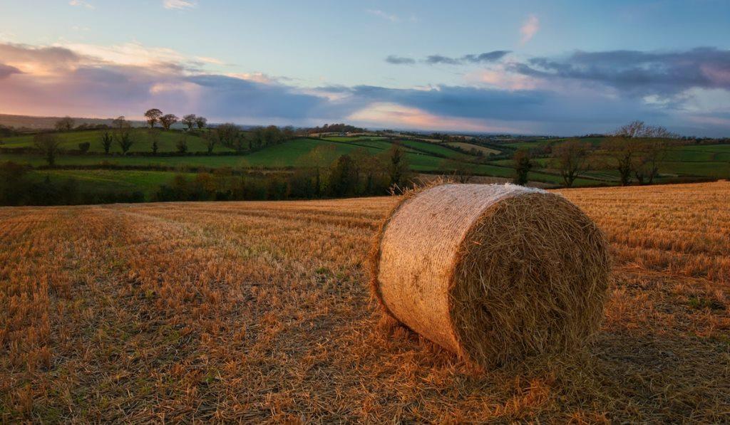 value of dry hay bales