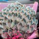 Money Bouquet