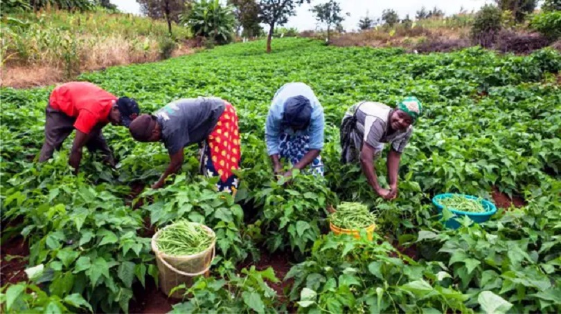 smallholder farmers