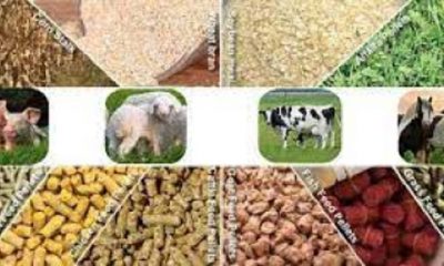 animal feed