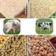 animal feed