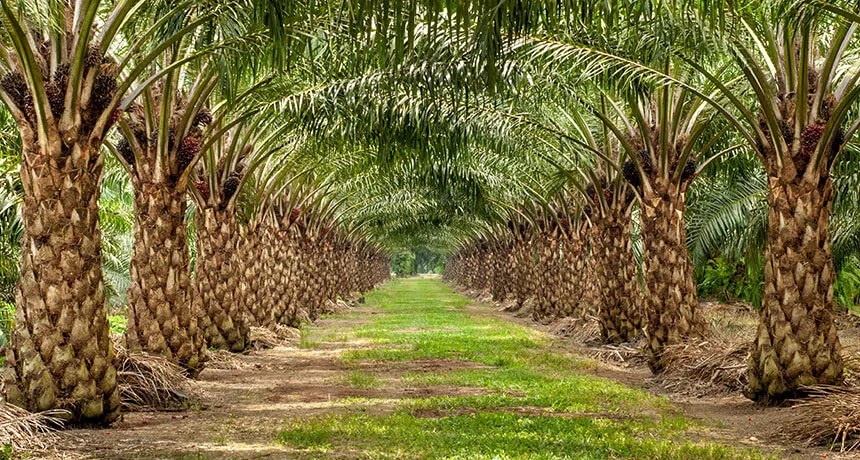 Oil Palm Investment