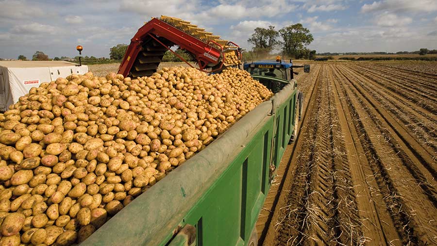 potato production