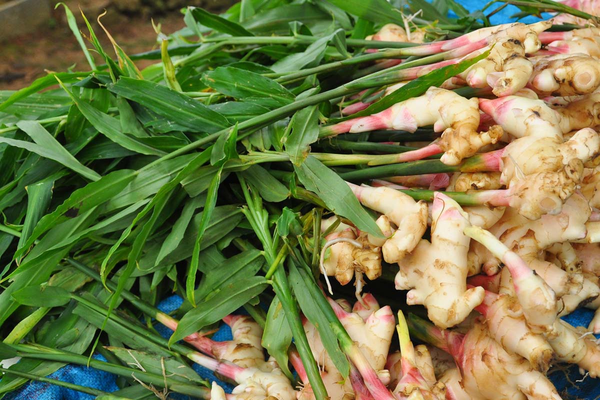 improved ginger seedlings