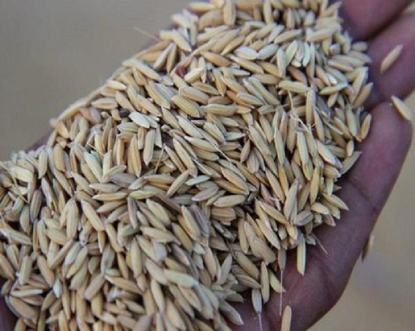 rice seeds