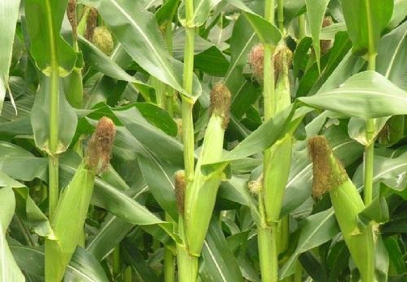 hybrid maize seedlings