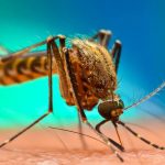 Burundi Introduces Malaria Vaccine Into Routine Immunization Programme