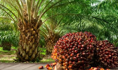oil palm tree
