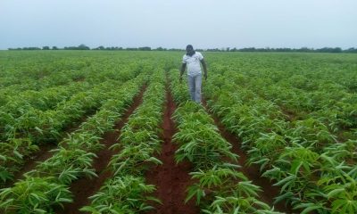 Ibrahim Toyeeb Versa Farms