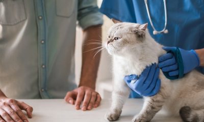 Veterinary Care