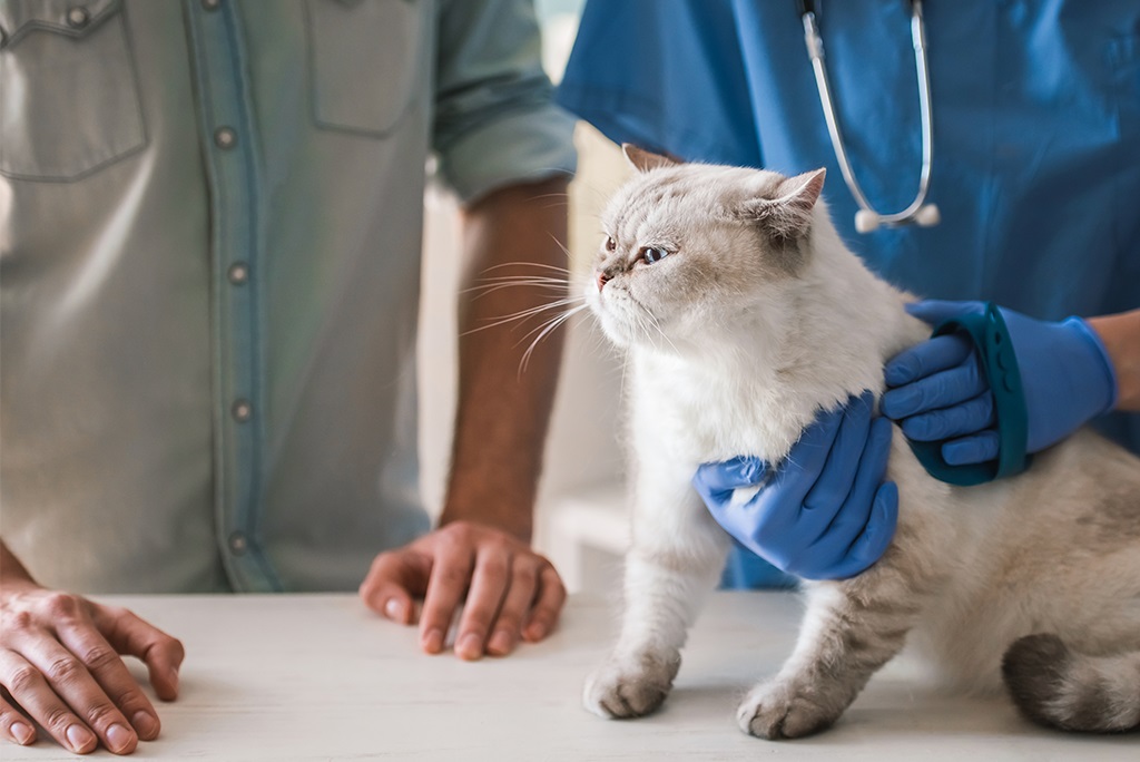 Veterinary Care