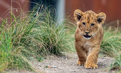 lion cub seme border