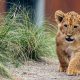 lion cub seme border