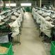 Cashew Nut Processing Plant