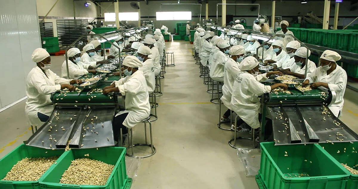 Cashew Nut Processing Plant