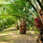 Nigeria Eyes Full Entry into Council of Palm Oil Producing Countries