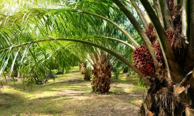 Palm Oil Producing Countries