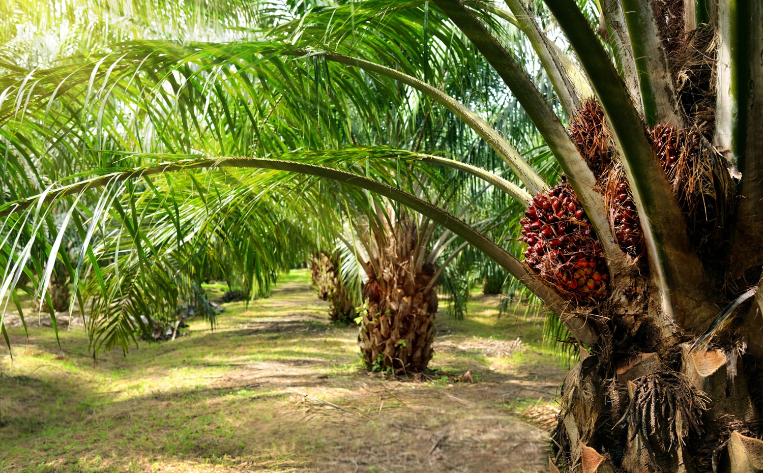 Palm Oil Producing Countries
