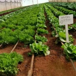Swedfund Puts $15m into Phatisa for Sustainable Food Systems in Africa