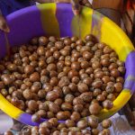 Tinubu Okays Extension of Ban on Raw Shea Nut Export by One Year
