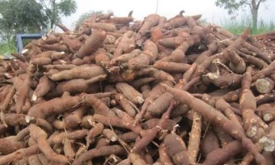 Africa's Food Sovereignty