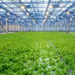 Tunnel Greenhouse Grow Tents in Modern Controlled Environment Cultivation