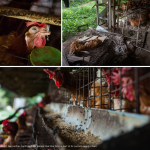 Marriott’s 2025 Cage-Free Pledge in the Spotlight as Field Visit Raises Animal Welfare and Hygiene Concerns