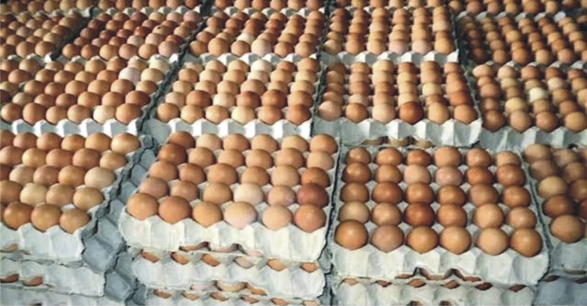 egg glut
