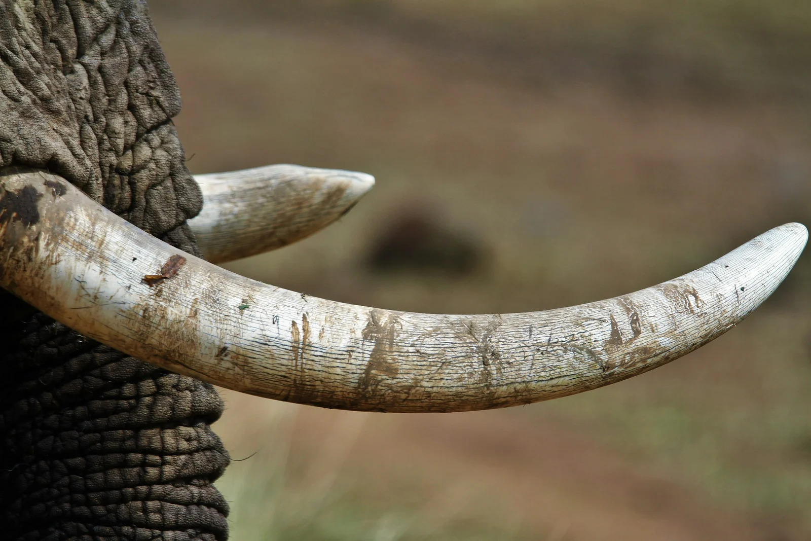 elephant tusks