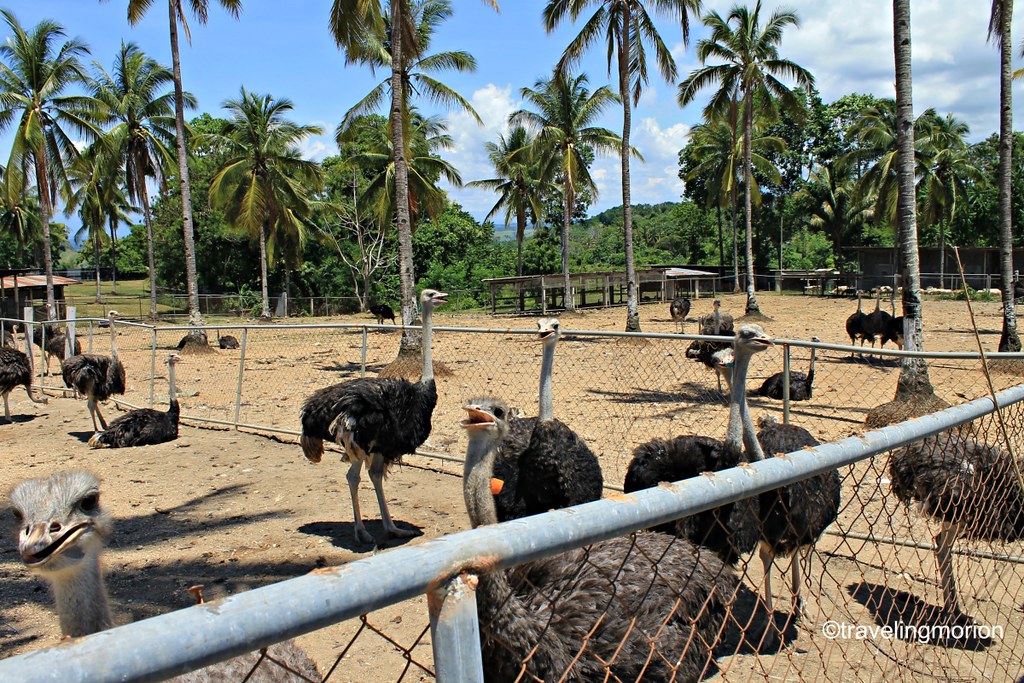 ostrich and Crocodile Farming