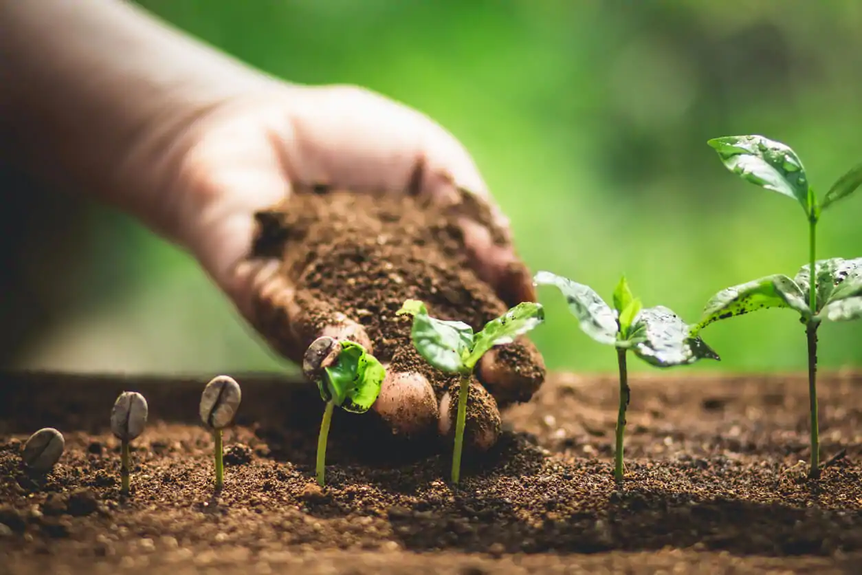 coffee seedlings