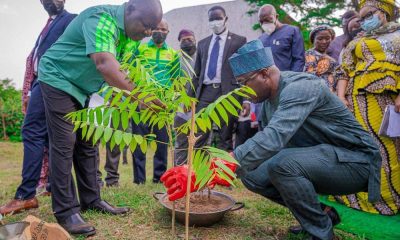 tree planting nigeria