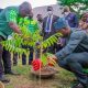 tree planting nigeria