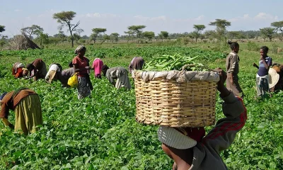 Year-Round Farming