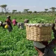 Year-Round Farming