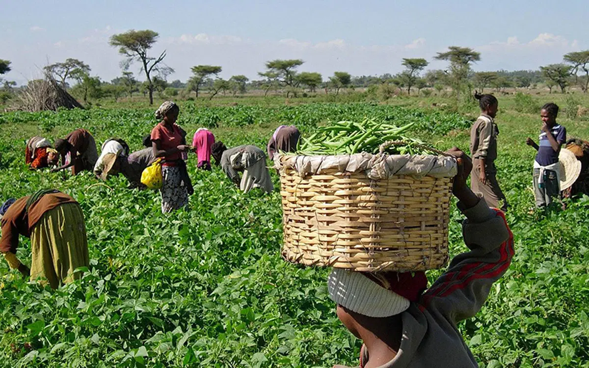 Year-Round Farming